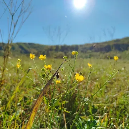 Bed & Breakfast приватна дикий мед Ploskoye